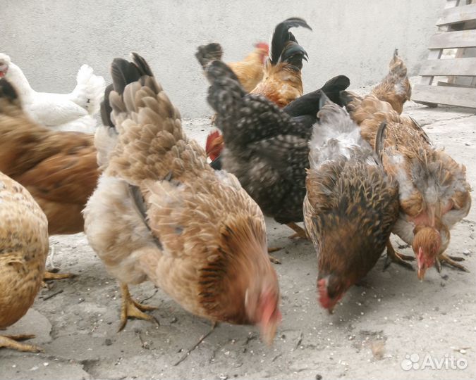 Домашние куриные яйца