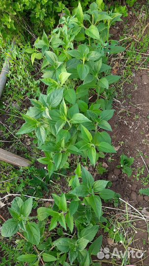 Клубни на рассаду топинамбура