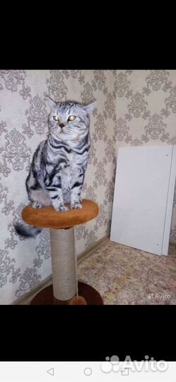 Кот Марс на вязку