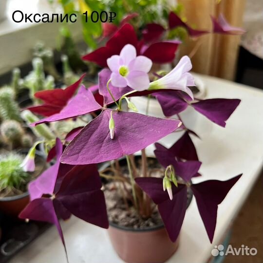 Комнатные растения