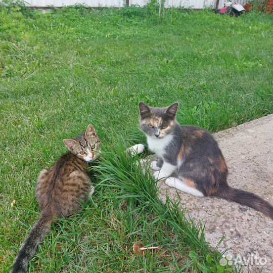 Кошка в дар