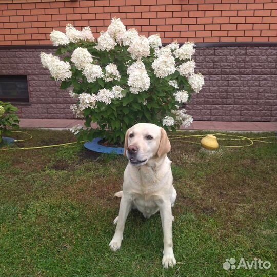 Лабрадор мальчик ищет невесту