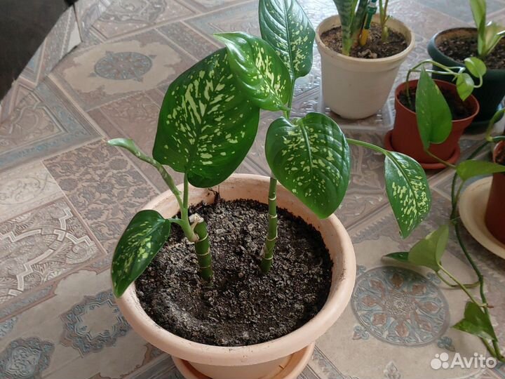 Комнатные цветы