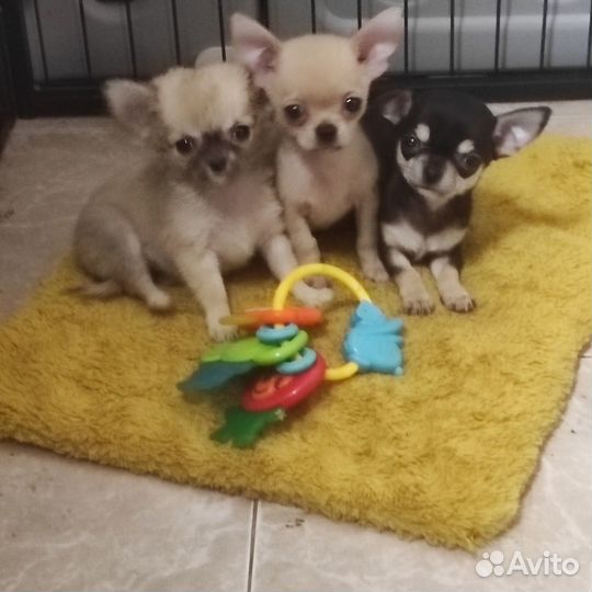 Чихуахуа мини