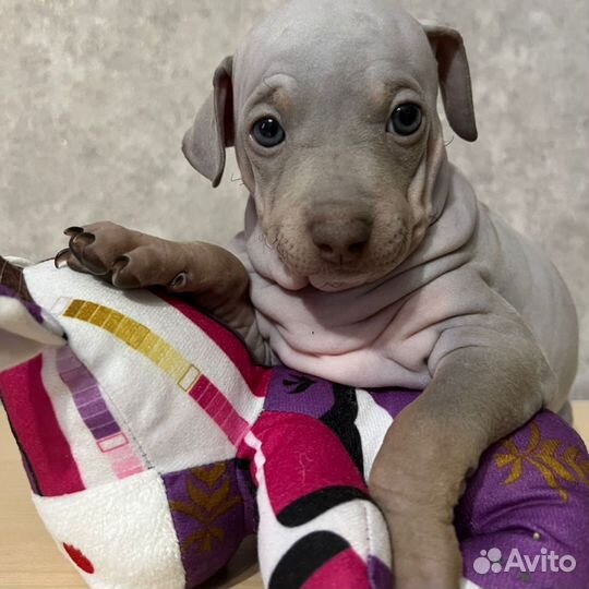 Щенки голопопы