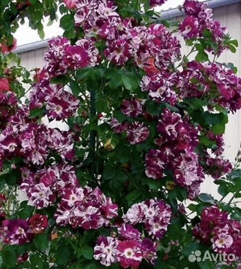 Саженцы роз плетистая