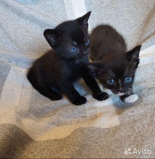 Отдам в добрые руки котят