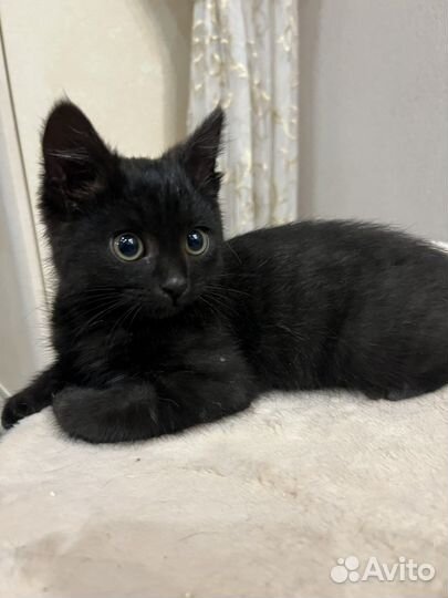 Котенок мальчик 2 мес, в хорошие руки