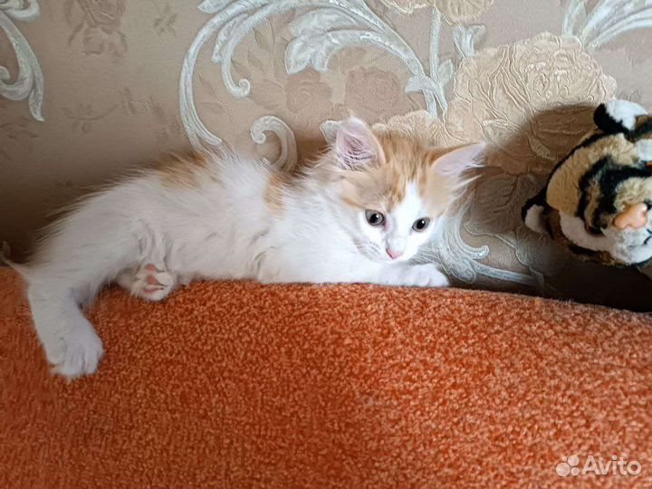 Кошка в дар бесплатно