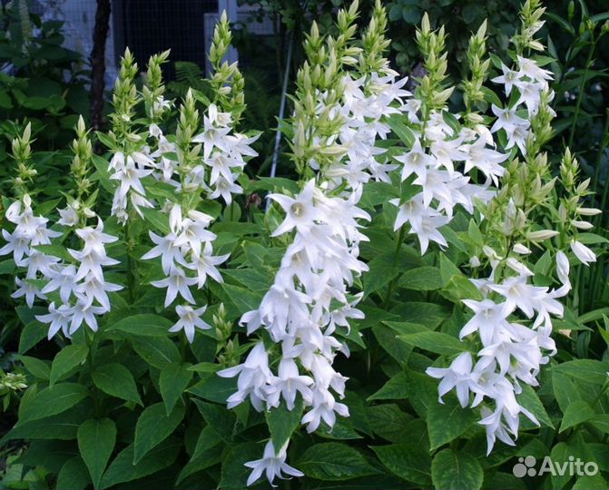 Колокольчик широколистный