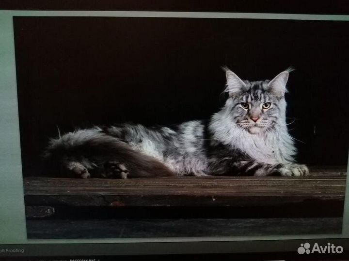Кот ждет кошечек