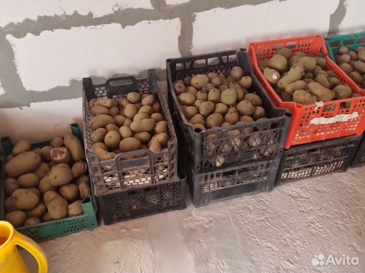 Семенной картофель