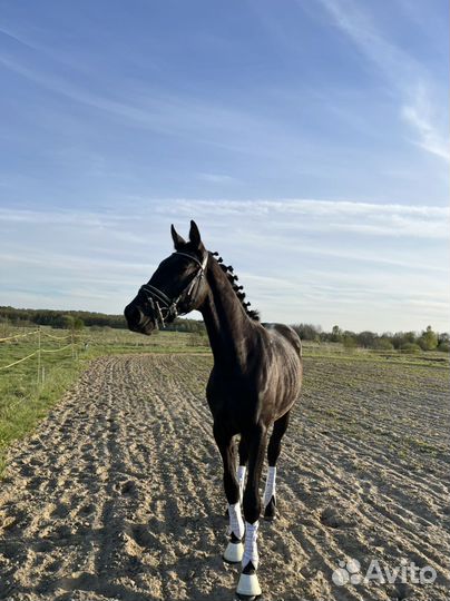 Немецкий Жеребец 2 года