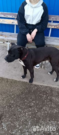 Вязка стаффордширского терьера