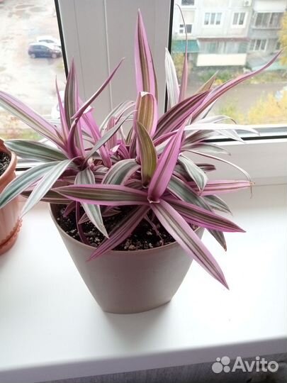 Традесканция ситара (рео)