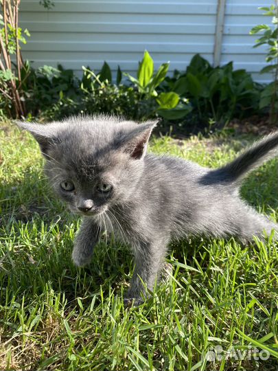 Котенок за шоколадку