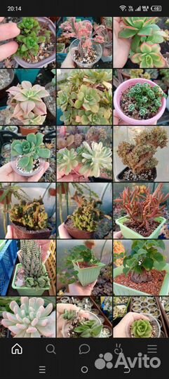 Суккуленты