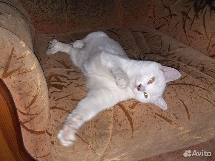 Кошка в дар бесплатно