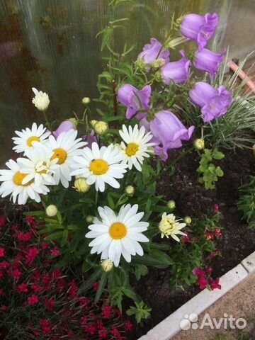 Очиток цветущий