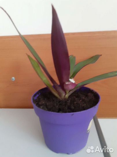 Комнатные растения традесканция Рео