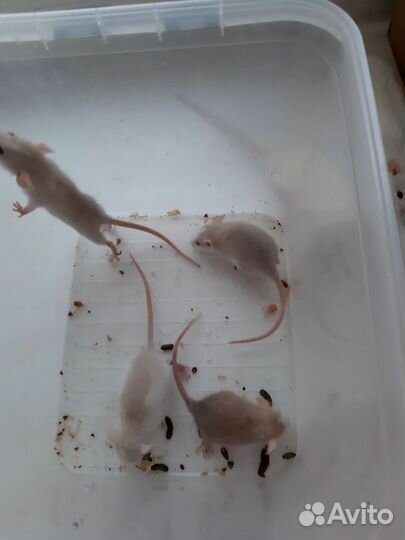 Крыса дамбо