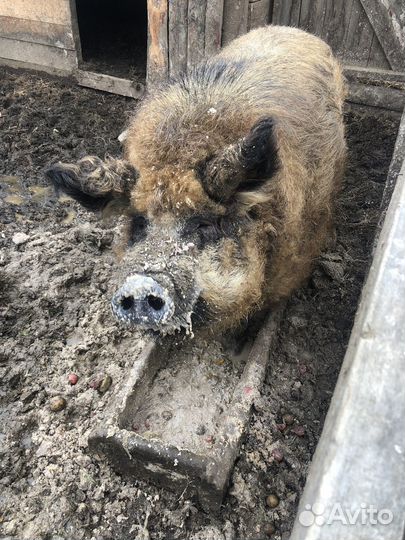 Кабан Венгерской Мангалицы