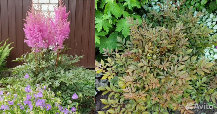 Сортовые астильбы