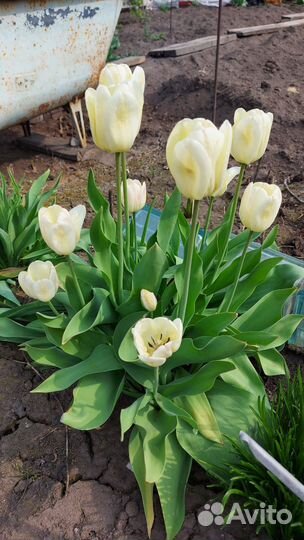 Тюльпаны на срез