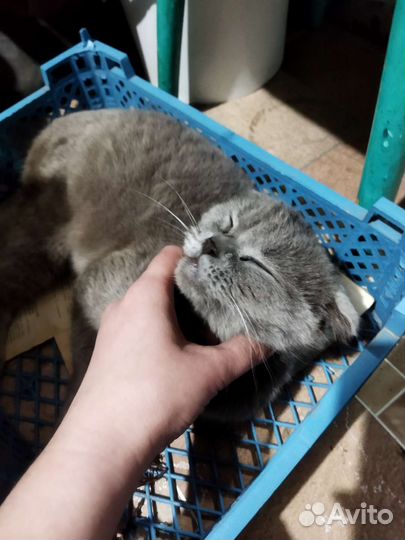 Британская кошка
