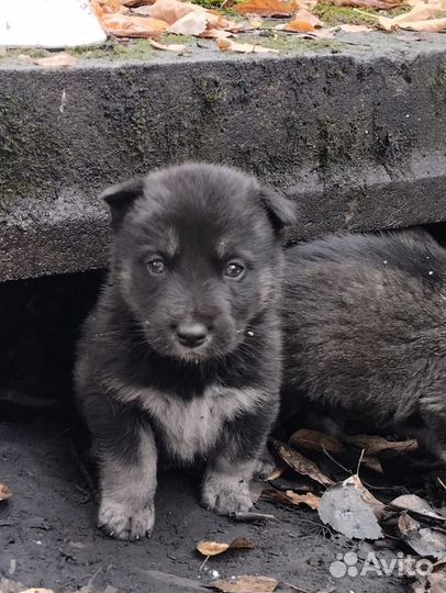 Щенки погибают на улице одни Помогите спасти