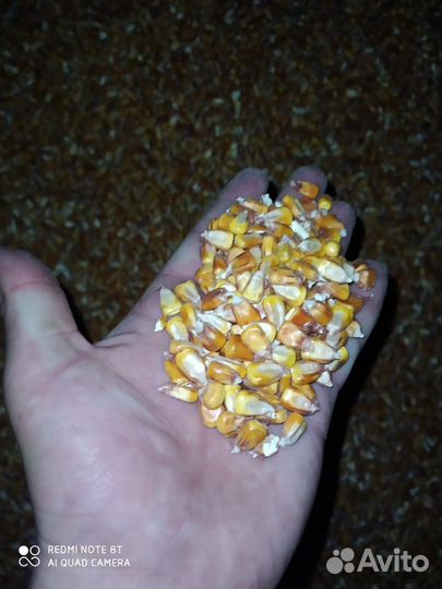 Продам кукурузу