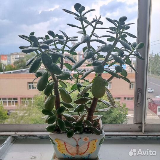 Толстянка / денежное дерево