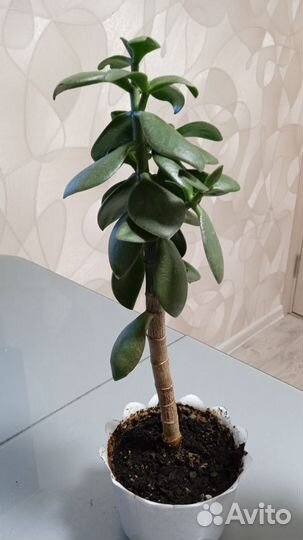 Денежное дерево толстянка