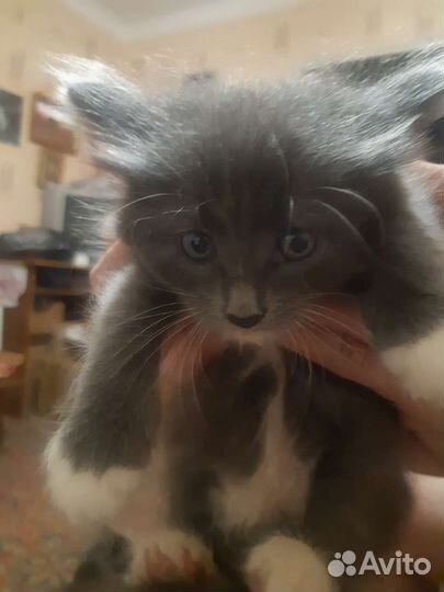 Кошка в дар бесплатно