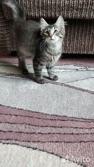 Котенок с пушистыми ушами ищет дом