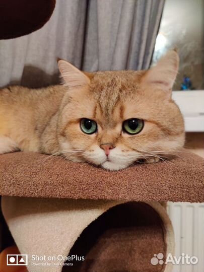 Британский кот, вязка