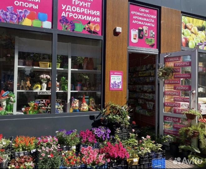 Пальма хамедорея