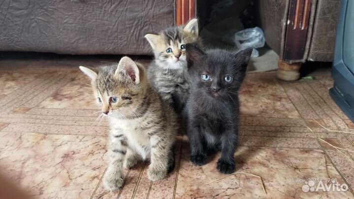 Кошки в добрые руки бесплатно