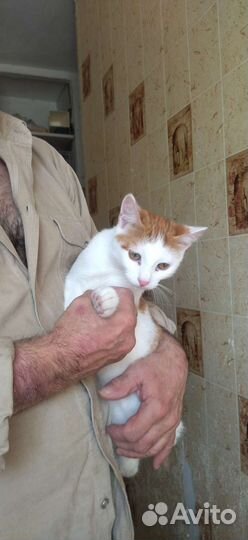 Кошка в дар бесплатно