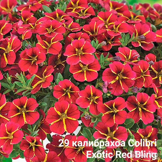 Калибрахоа