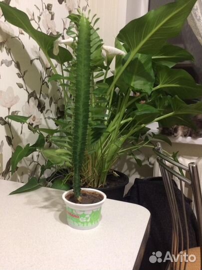 Кактус молочай