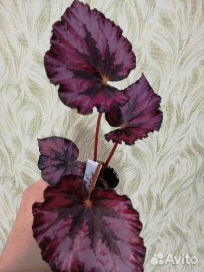 Домашние цветы