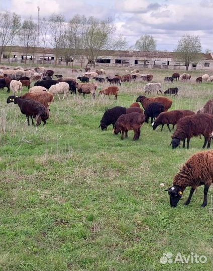Овцы бараны