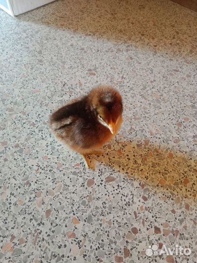 Цыплята суточные билефельдеры