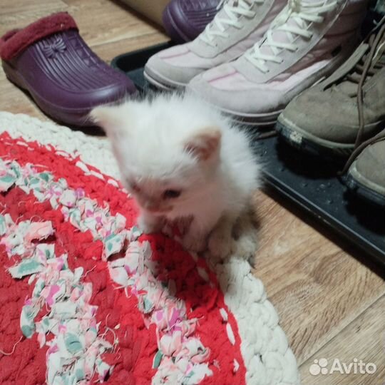 Котята мальчики