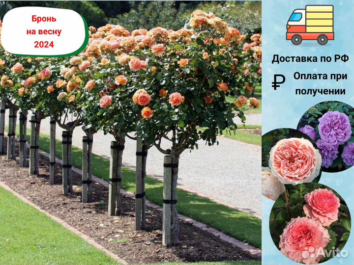 Роза на штамбе сортовая