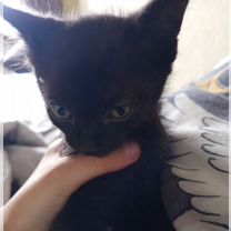 Канадский сфинкс котёнок, Ош