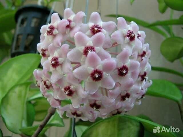 Хойя карноза