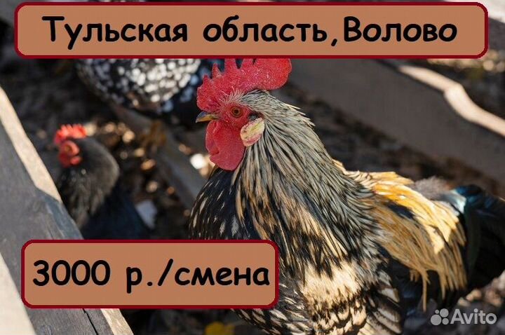 Упаковщики в Тульскую область. Высокие ставки