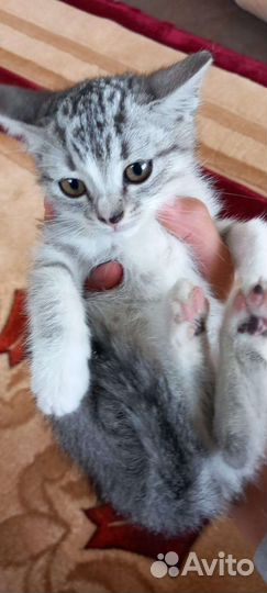 Котята